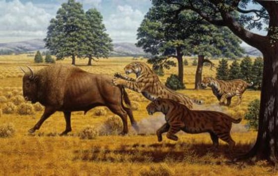 Image: Sabertoothed cats illustration